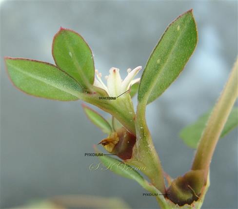  Fruits (Pyxidia)